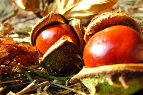 Rosskastanie als Heilpflanze