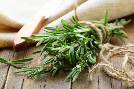 Rosmarin als Heilpflanze