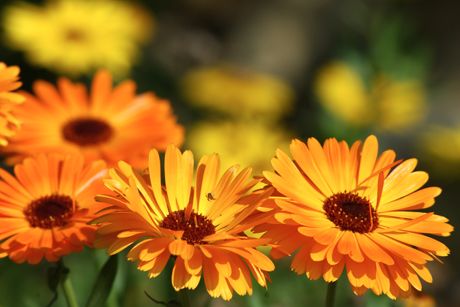 Ringelblume als Heilpflanze