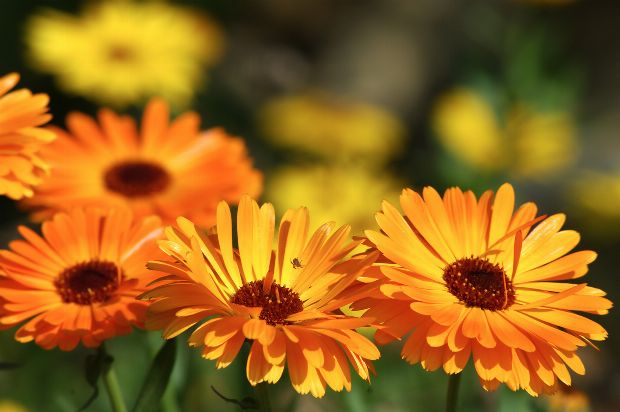 Ringelblume als Heilpflanze