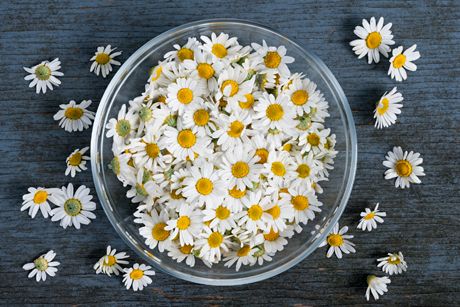Römische Kamille als Heilpflanze