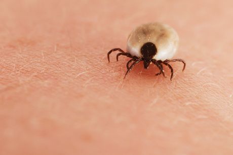 Infektionen durch Zecken