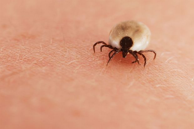 Infektion durch Zecken