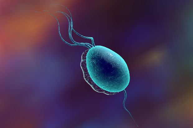Trichomoniasis Erreger