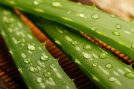 Aloe Vera: Die Königin der Heilpflanzen