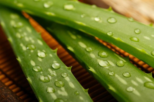 Aloe Vera Aloe Vera