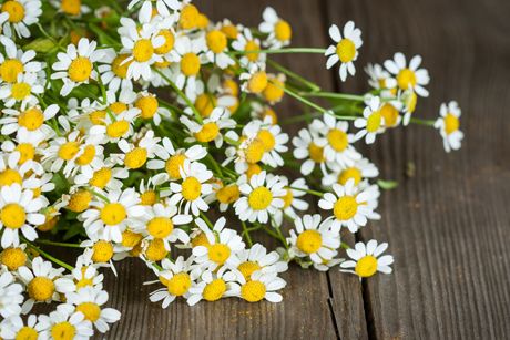 Die beliebtesten und bekanntesten Heilpflanzen