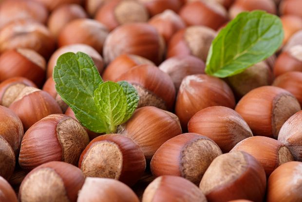 Haselnüsse reich an Vitamin E