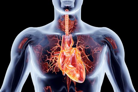 online Körper-Atlas